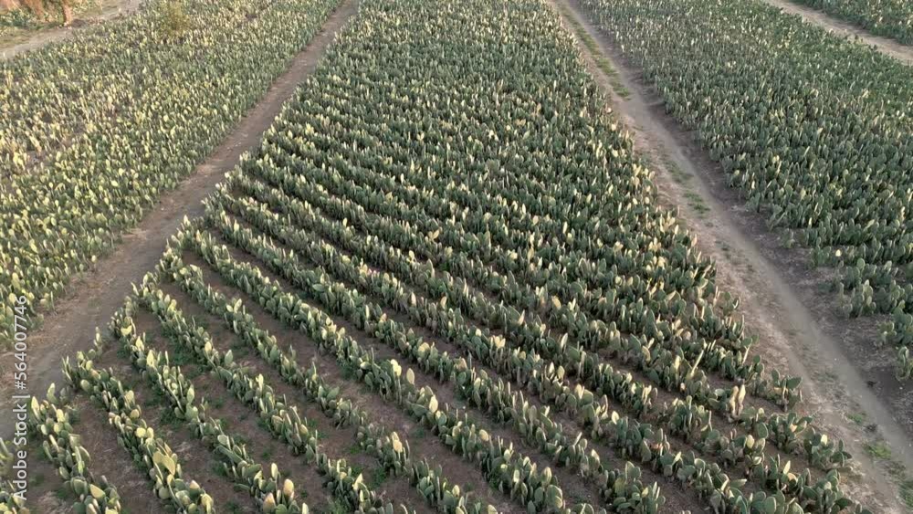 High aerial drone view over nopal fields towards the sun during sunset High aerial drone view over nopal fields towards the sun during sunset
