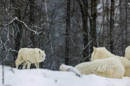 Arctic wolf (Canis lupus arctos) pack meets during snowfall