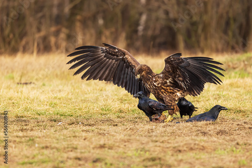 White-tailed eagle (Haliaeetus albicilla) with wings spread wide