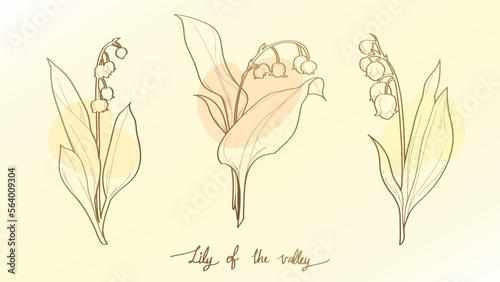 Lily of the valley Handrawn Flower vector engraved illustrations set photo