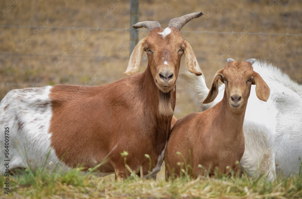 two goats on the meadow