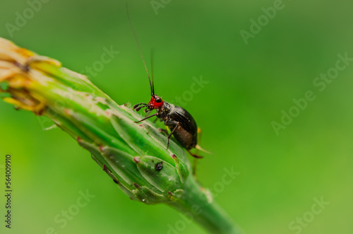 bug on green leaf with red head 