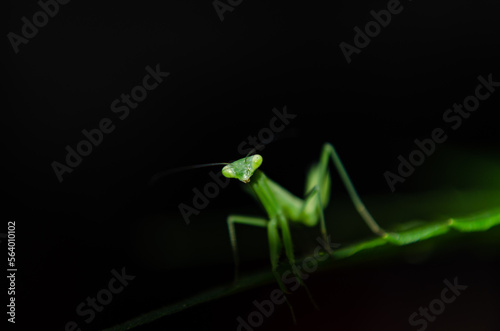 green praying mantis with black background 