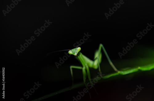 Canvas Print green praying mantis with black background
