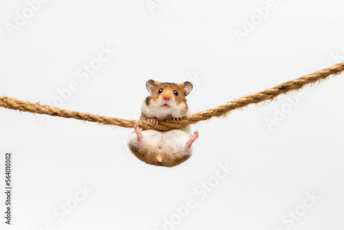 hamster hanging on a rope