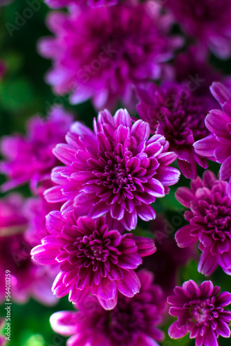 Purple chrysanthemums close-up. Macro shooting  selective focus