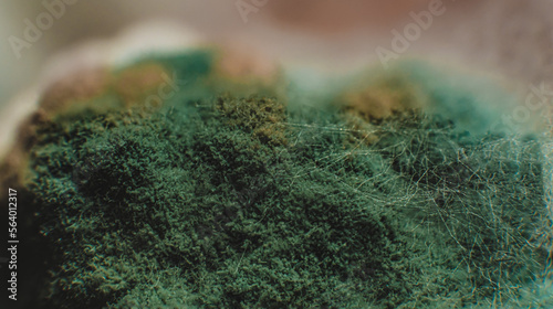 mold macro photograph, green