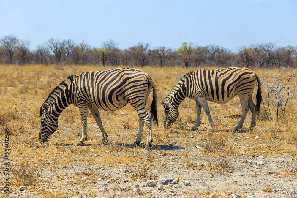 Obraz premium Zebras in natural habitat in Etosha National Park in Namibia.