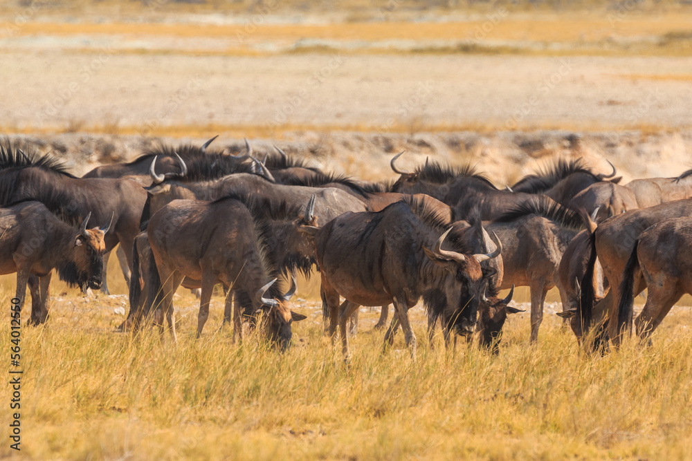 Blue wildebeest in natural habitat in Etosha National Park in Namibia. Blue wildebeest in natural habitat in Etosha National Park in Namibia.