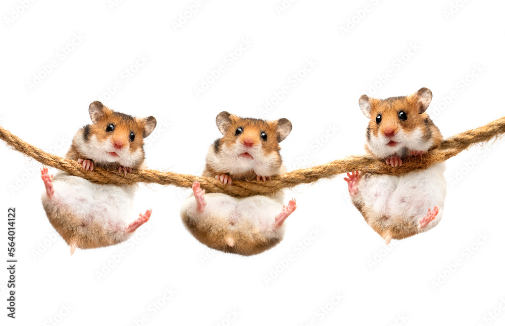 hamster hanging on a rope hamster hanging on a rope