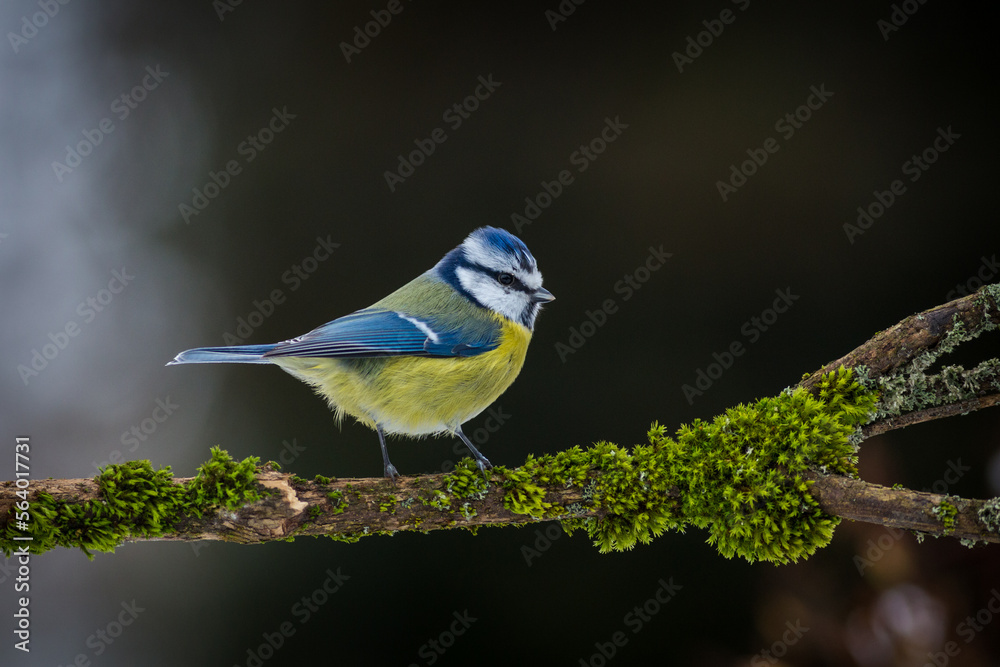 blue tit on the banch in nature park blue tit on the banch in nature park