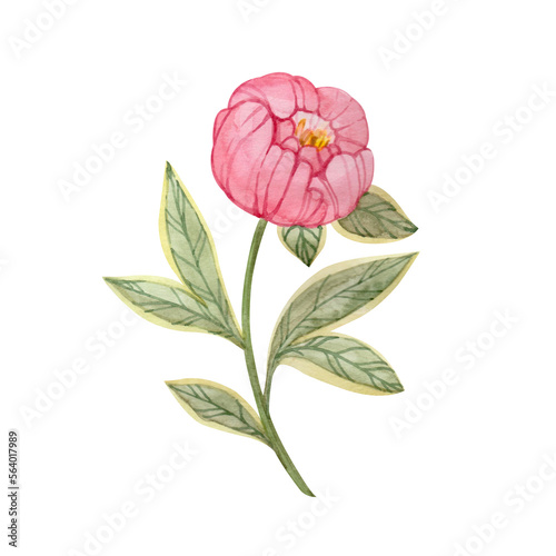 Wallpaper Mural Pink peony flower hand drawn in watercolor and isolated on white background. Botanical stylized illustration of peony. Torontodigital.ca