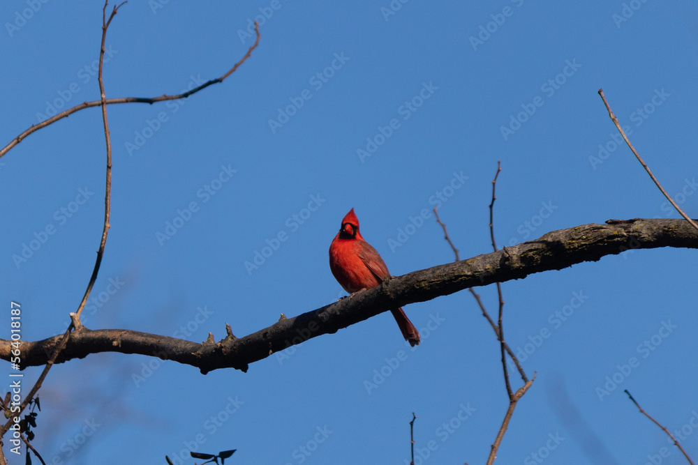 I love the look of this pretty little cardinal sitting here on this branch. The bright red feathers really help this guy to standout and not blend in. This long brown branch does not have any leaves. I love the look of this pretty little cardinal sitting here on this branch. The bright red feathers really help this guy to standout and not blend in. This long brown branch does not have any leaves.