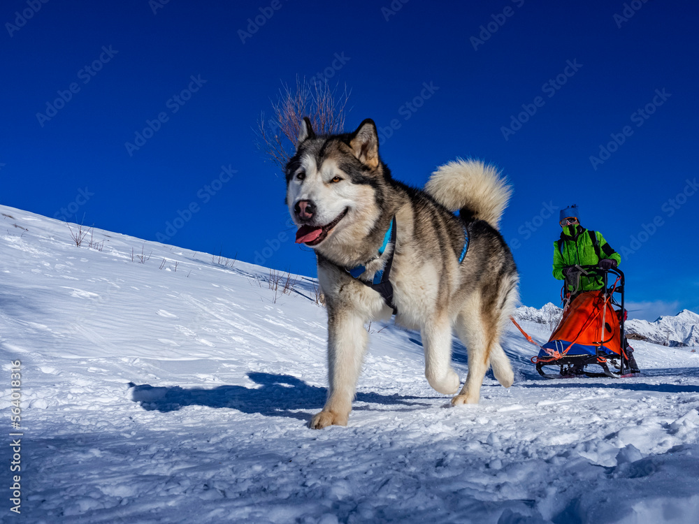 Sleddog scene in the italian alps Sleddog scene in the italian alps