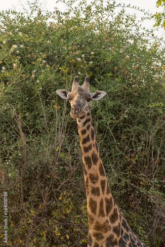 Giraffe in the wild, Zambia