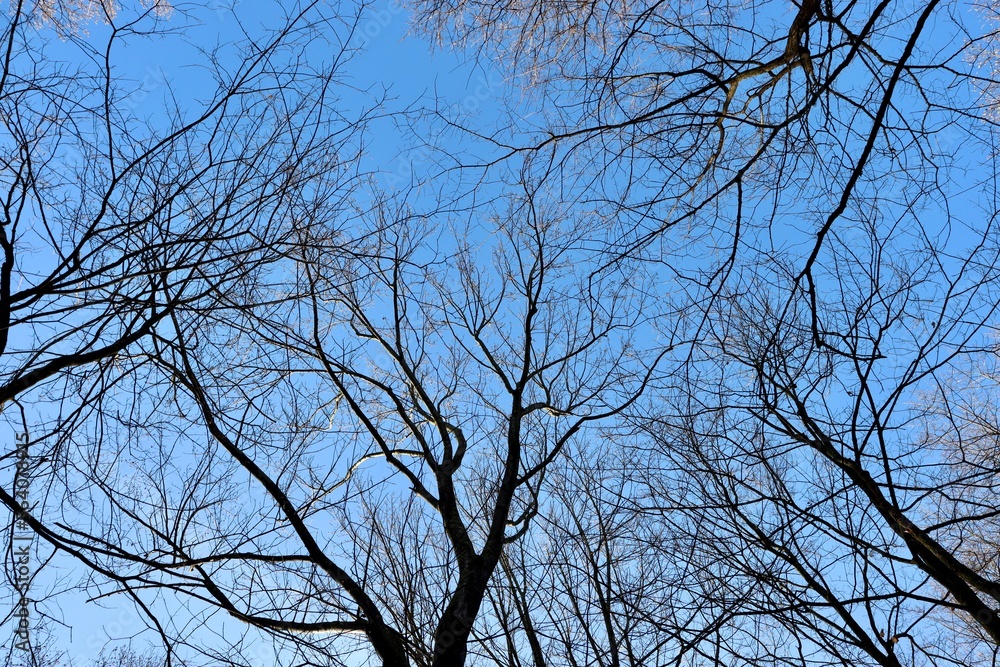 A view under the bare tree branches in the forest. A view under the bare tree branches in the forest.