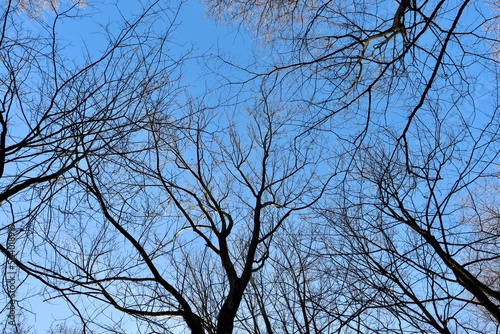 A view under the bare tree branches in the forest.
