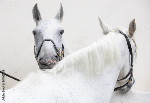 Two White Horses © Tina Jenner