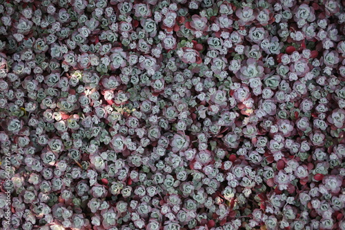 Purple stonecrop - Broadleaf or Colorado stonecrop - Sedum spathulifolium - Crassulaceae photo