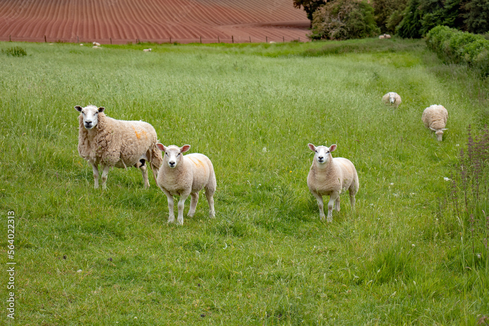 Fototapeta premium Sheep in the meadow.