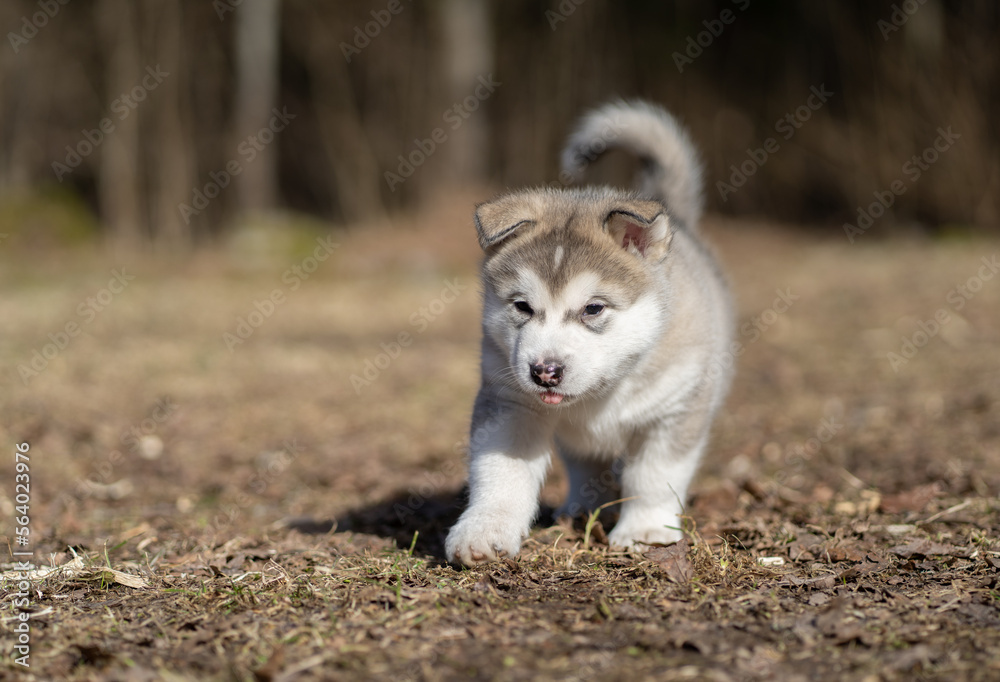 Alaskan Malamute Puppy Dog Running on the Grass. Young Dog Alaskan Malamute Puppy Dog Running on the Grass. Young Dog