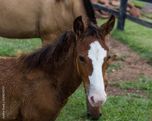 portrait of a horse