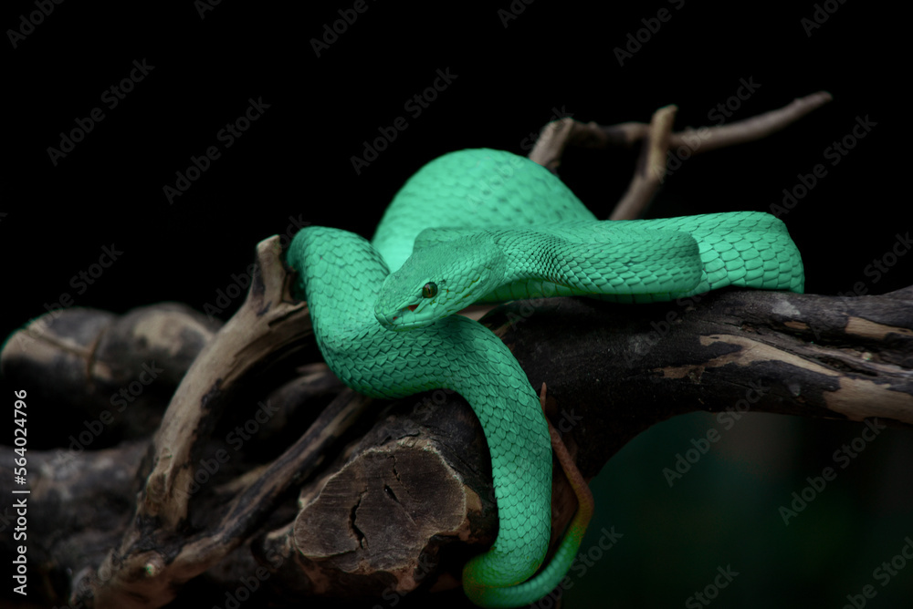Obraz premium Blue insularis