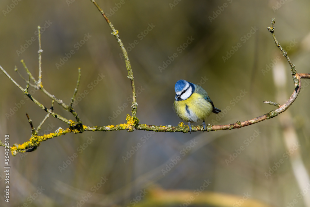 Blue Tit, Cyanistes Caeruleus, perched on a tree branch against a blurred background. Winter. Blue Tit, Cyanistes Caeruleus, perched on a tree branch against a blurred background. Winter.