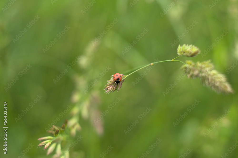 Close-up of a small red lady-bug on a stem of a long green grass Close-up of a small red lady-bug on a stem of a long green grass