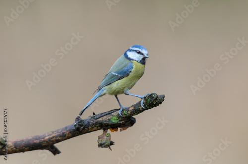 Blue Tit, Cyanistes Caeruleus, perched on a tree branch against a blurred background. Winter.