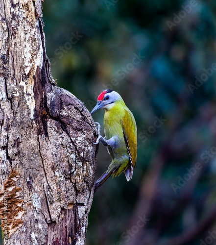 Streak throated woodpecker 