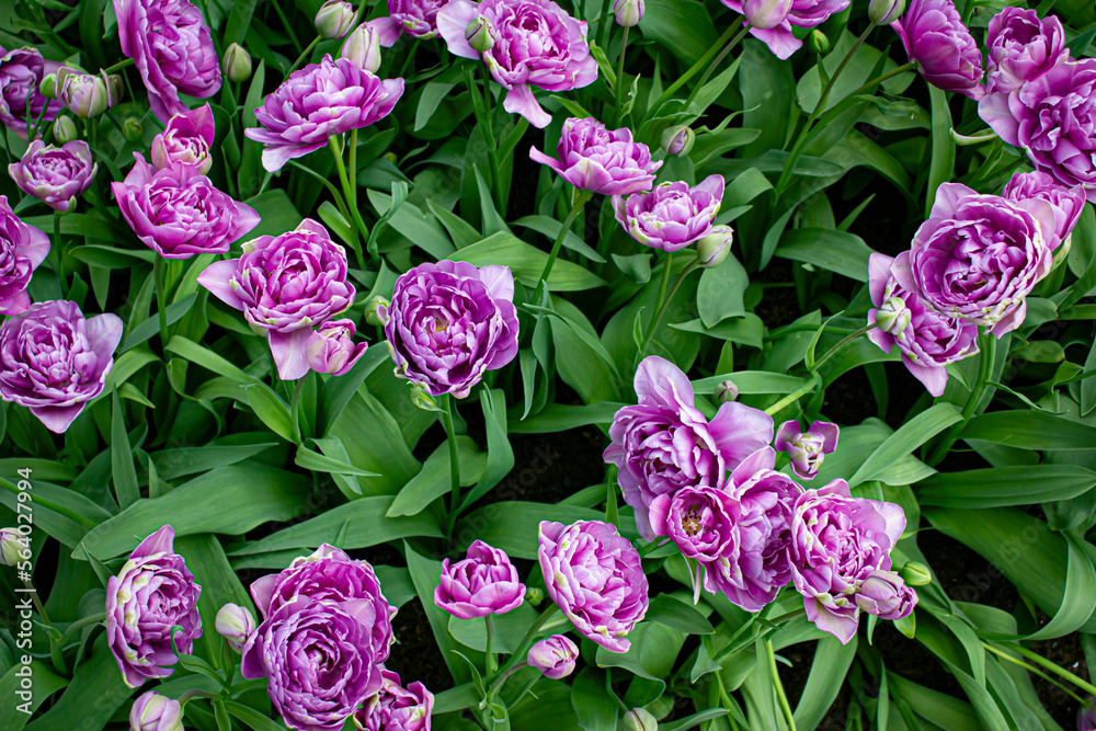 Fototapeta premium Lovely Purple Double Tulips Bloom in a Field outside of Amsterdam, Netherlands
