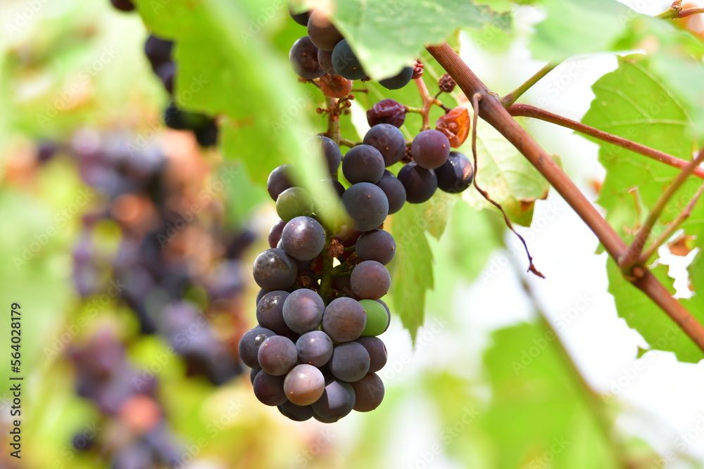 Ripe black grapes on a vine in the vineyard 5 Ripe black grapes on a vine in the vineyard 5