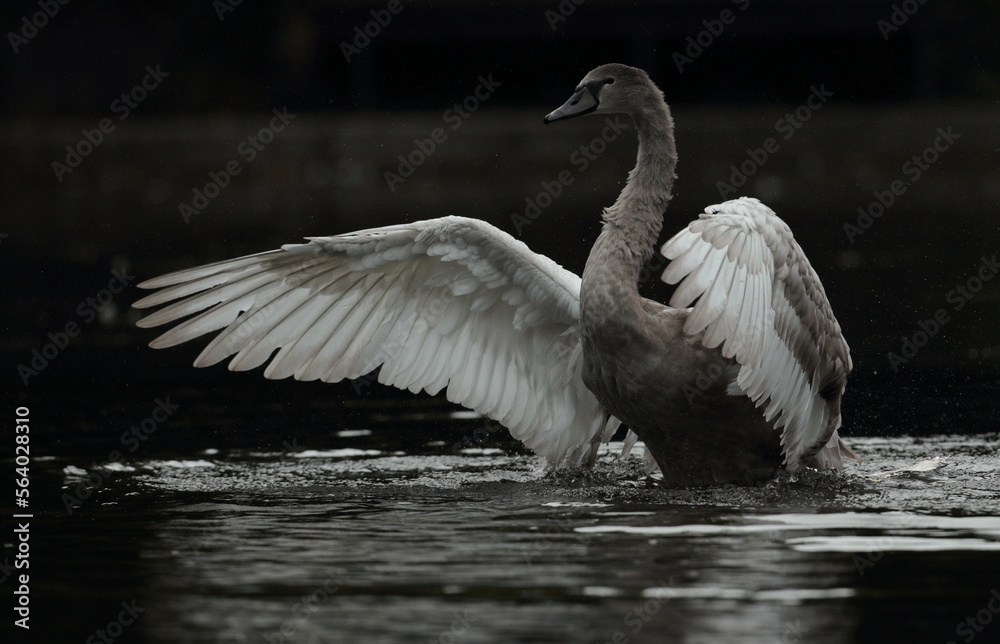 Fototapeta premium Mute swan.