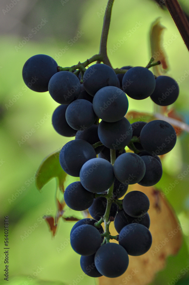 Bunches of black grapes in the vineyard, close-up photo frame 5 Bunches of black grapes in the vineyard, close-up photo frame 5