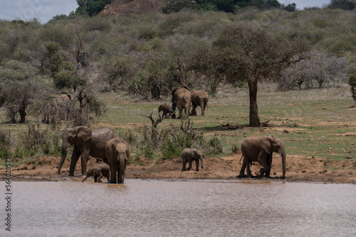 Family of African elephants approaching a lake