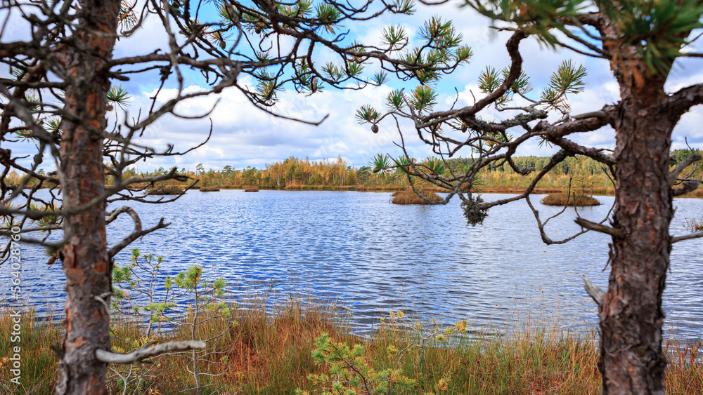 Obraz premium lake in the forest on a swamp, on a clear sunny day. Belarus, Yelnya Reserve.