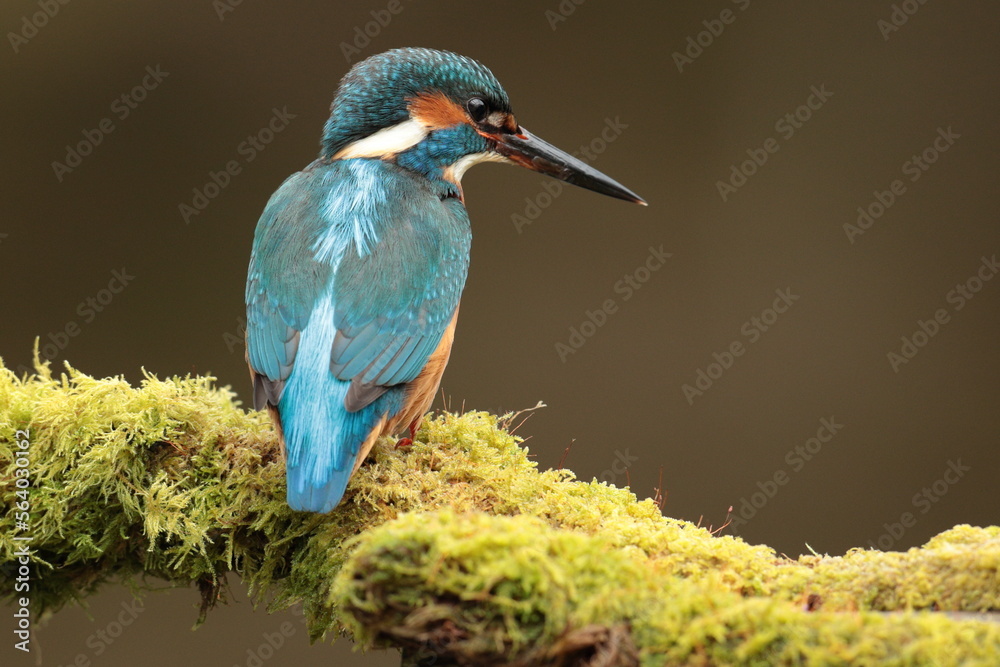 Obraz premium Kingfisher.
