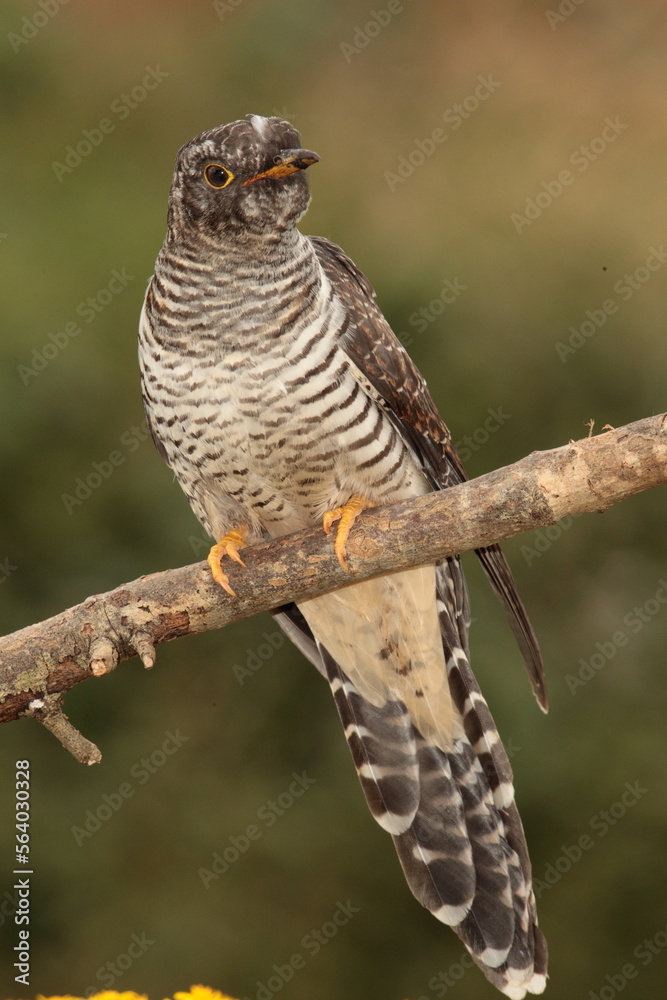 Cuckoo. Cuckoo.