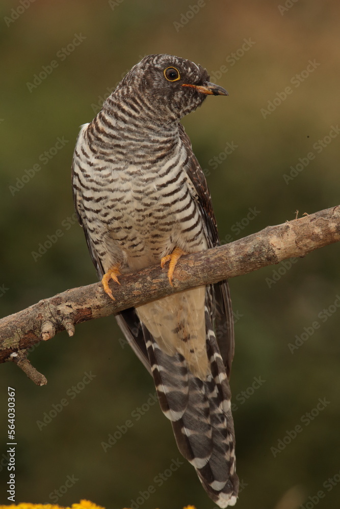 Cuckoo. Cuckoo.
