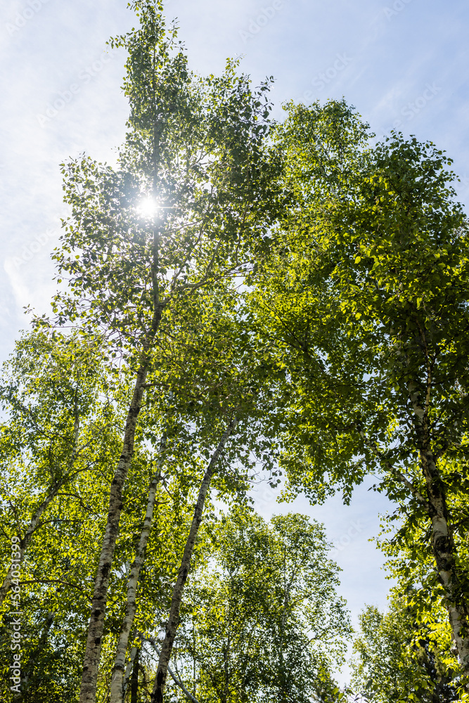 Obraz premium Green tree tops with blue sky