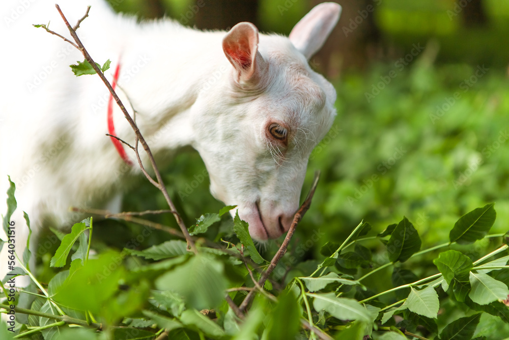 Goat eating leaves grass in the forest village meadow field grassland. Mammal animal chewing plants on the lawn. Farm animal
Goat eating leaves grass in the forest village meadow field grassland. Mammal animal chewing plants on the lawn. Farm animal