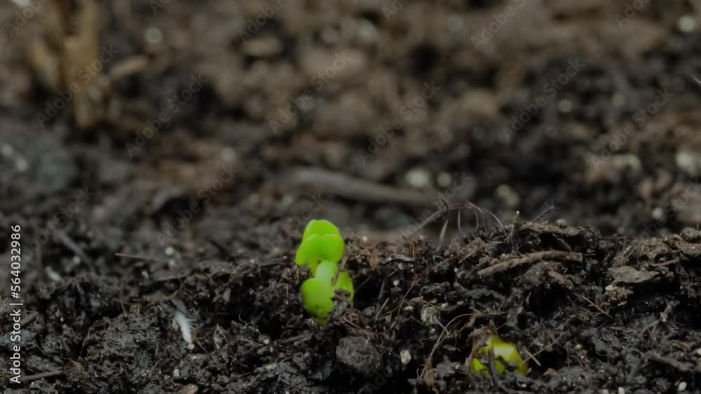 Macro, close up view: fresh microgreens arugula, rucola sprouts growing: timelapse. Spring, germination, raw, growth, healthy food and time lapse concept Macro, close up view: fresh microgreens arugula, rucola sprouts growing: timelapse. Spring, germination, raw, growth, healthy food and time lapse concept