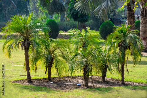 palm trees in the park