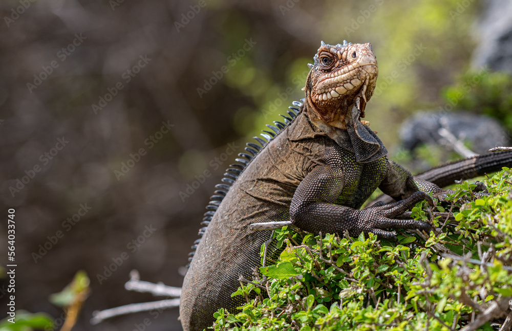 wild iguanas of the Guadeloupe islands wild iguanas of the Guadeloupe islands