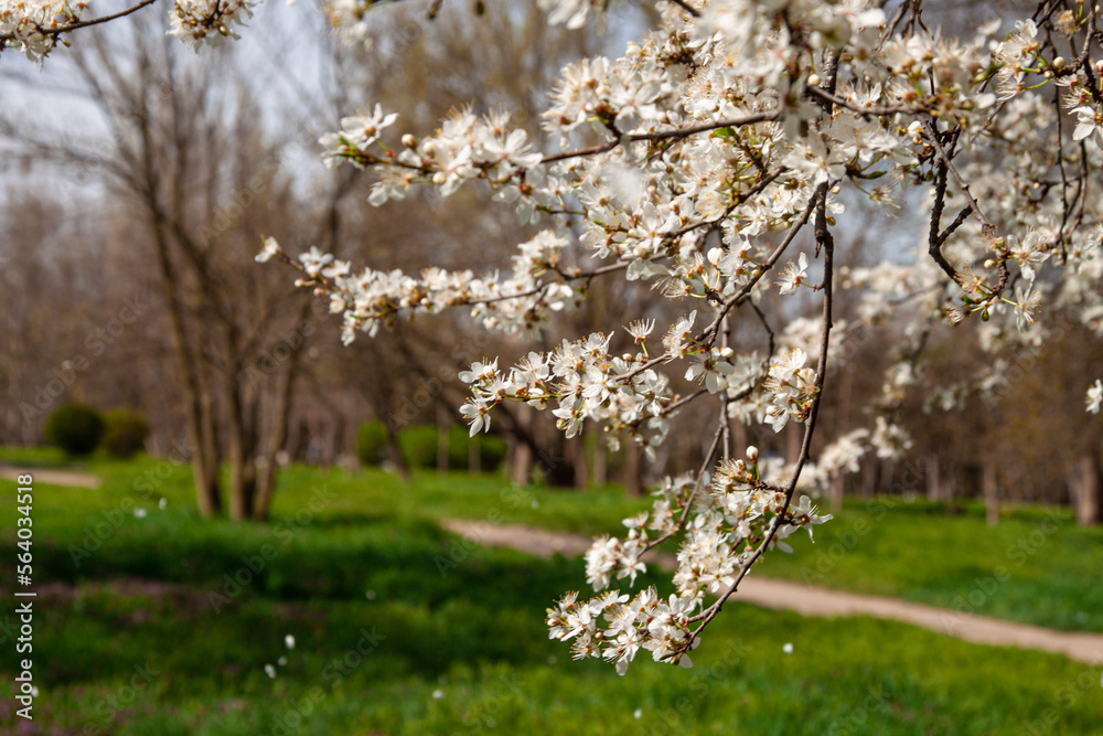 Selective focus of beautiful branches of pink Cherry blossoms on the tree under blue sky. Selective focus of beautiful branches of pink Cherry blossoms on the tree under blue sky.