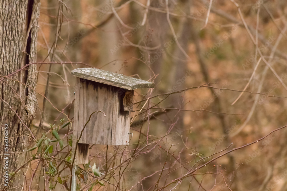 I love the look of this old birdhouse sitting on the edge of the woods. This little habitat for our winged friends has a pretty brown color to it. The surroundings have a pretty Autumn color.