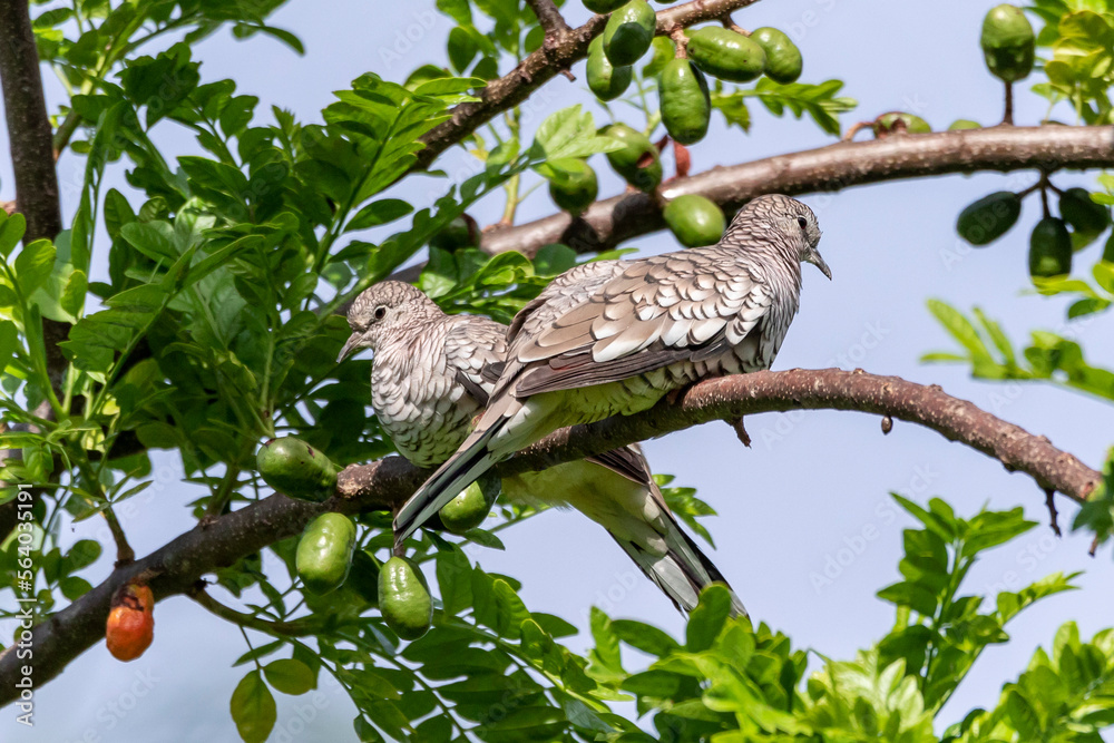 Fototapeta premium A couple of Scaled Dove also know as Rolinha feeding on the lawn. Species Columbina squammata. bird lover. Birdwatching. Birding. Animal world.