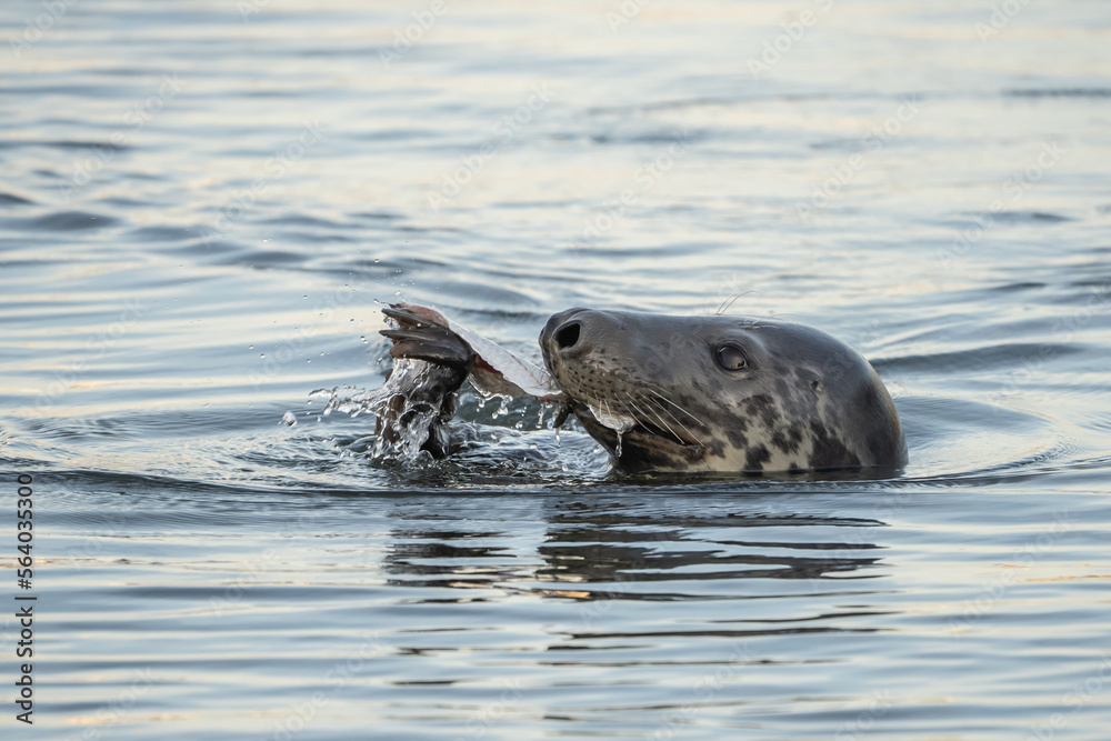 Harbor Seal Eating a Fish Dinner while swimming in the Hyannis Harbor Harbor Seal Eating a Fish Dinner while swimming in the Hyannis Harbor