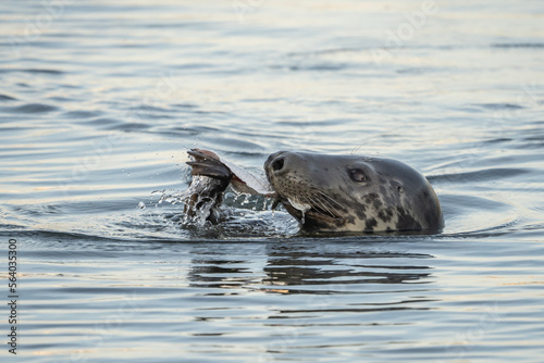 Harbor Seal Eating a Fish Dinner while swimming in the Hyannis Harbor 